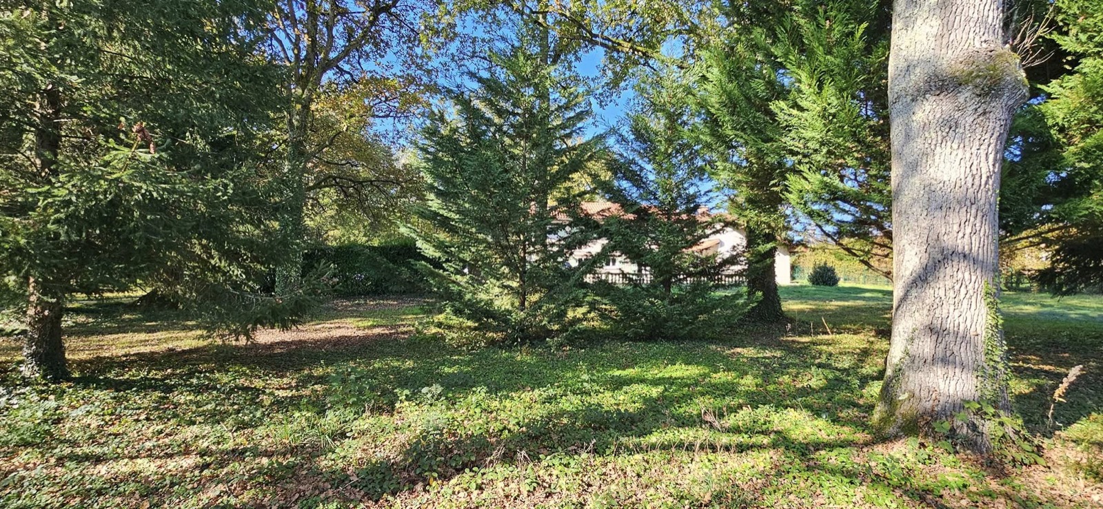 Arbres : Ornement ou fruitiers, plantés dans les règles pour une reprise garant (Chagneux Environnement, Ain)